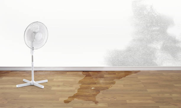 Best Water damage restoration near me  in Olympia Fields, IL